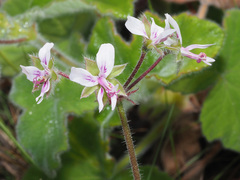 Pelargonium tomentosum