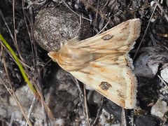 Heliothis scutuligera