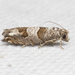 Constricted Sonia Moth - Photo (c) John Morgan, some rights reserved (CC BY-NC), uploaded by John Morgan