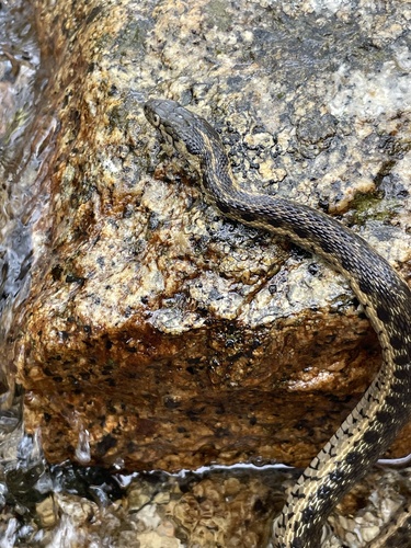iNaturalist observation photo of Sierra Garter Snake
