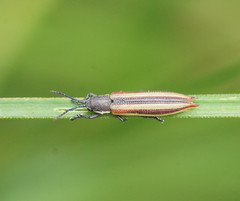 Eurispa vittata