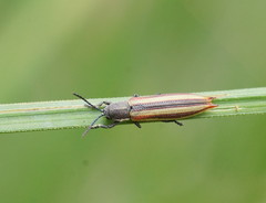 Eurispa vittata