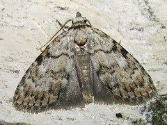 Meganola strigula