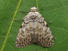 Meganola strigula