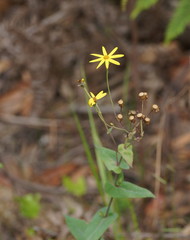 Senecio velleioides