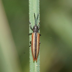 Eurispa vittata