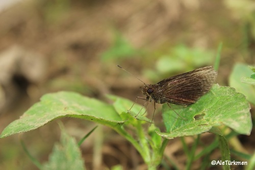 Methionopsis