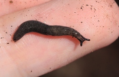Hesperarion hemphilli
