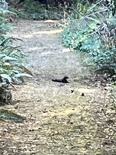 American Mink