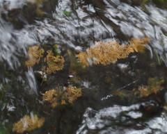 Notoaeschna sagittata