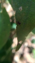 Dactylispa insulicola