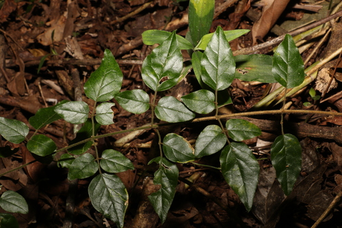 Image of Jasminum singuliflorum by (c) Greg Tasney, some rights reserved (CC BY-SA)