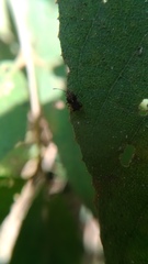 Dactylispa insulicola