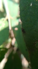 Dactylispa insulicola