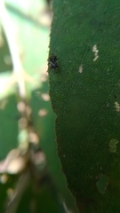 Dactylispa insulicola