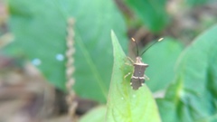 Cletomorpha simulans