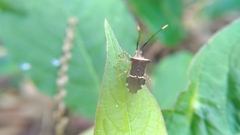 Cletomorpha simulans