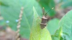Cletomorpha simulans