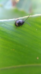 Gallerucida bifasciata