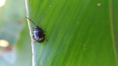 Gallerucida bifasciata