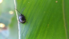 Gallerucida bifasciata