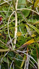 Abrotanella linearis