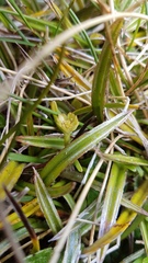 Abrotanella linearis