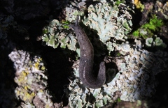 Hesperarion hemphilli