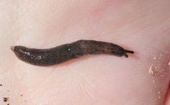 Hesperarion hemphilli