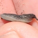 Hemphill's Westernslug - Photo (c) James Bailey, some rights reserved (CC BY-NC), uploaded by James Bailey