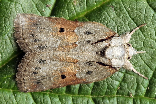 Oak Nycteoline
