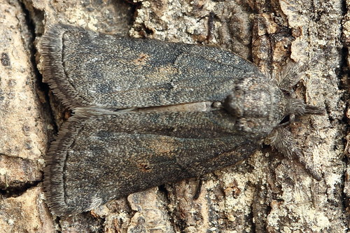 Oak Nycteoline