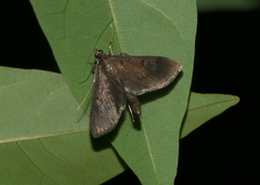 Almonia