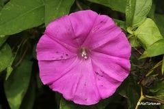 Ipomoea suffulta