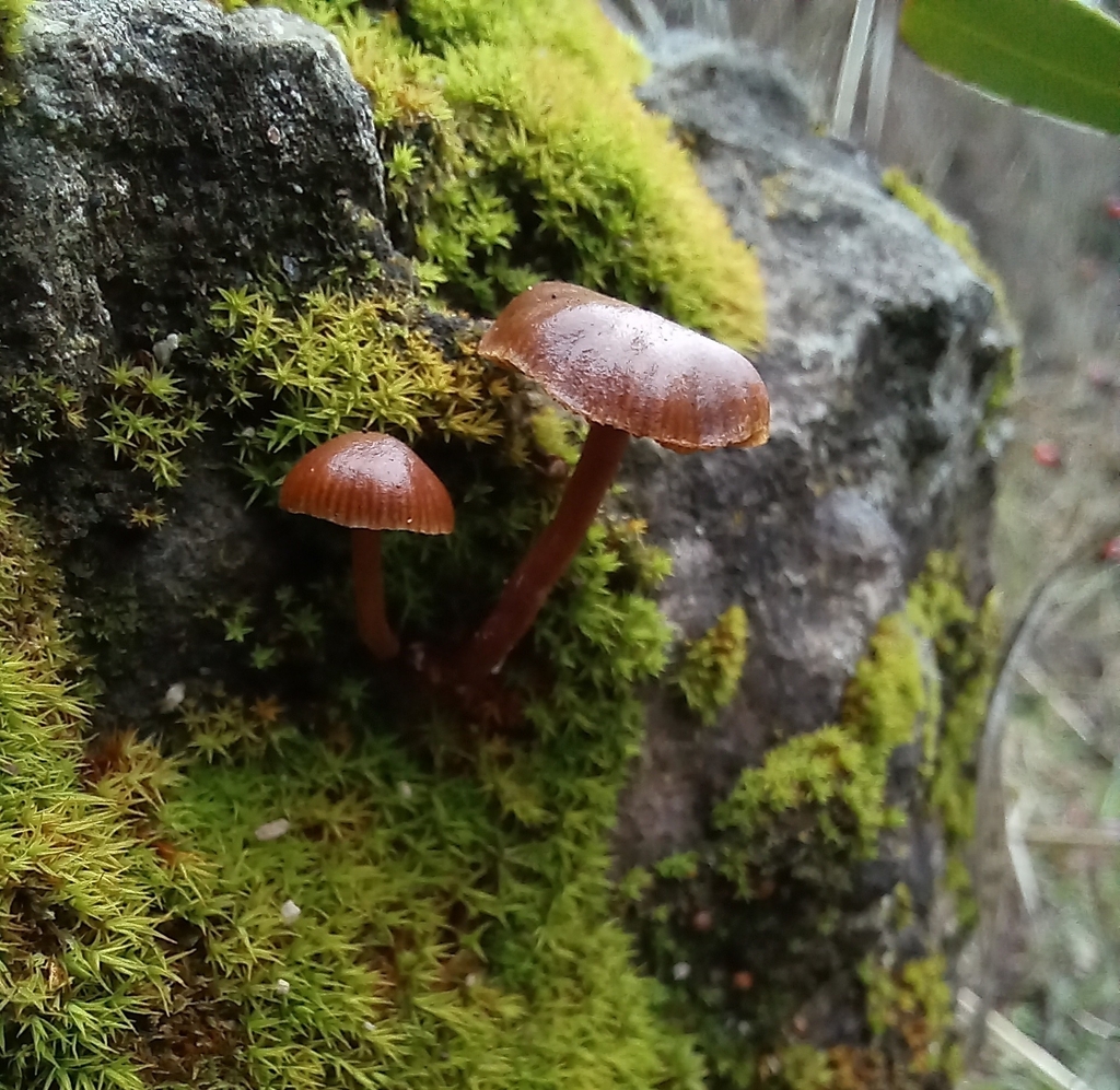Deconica montana · July 2023 · photo: © ariadnat (iNaturalist, cc-by)