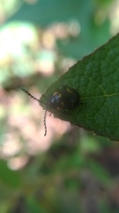 Gallerucida bifasciata