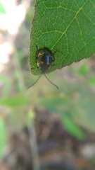 Gallerucida bifasciata