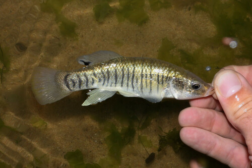 Killifish (Fundulus majalis) — Fundulidae — 2