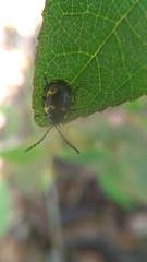 Gallerucida bifasciata