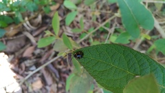 Gallerucida bifasciata