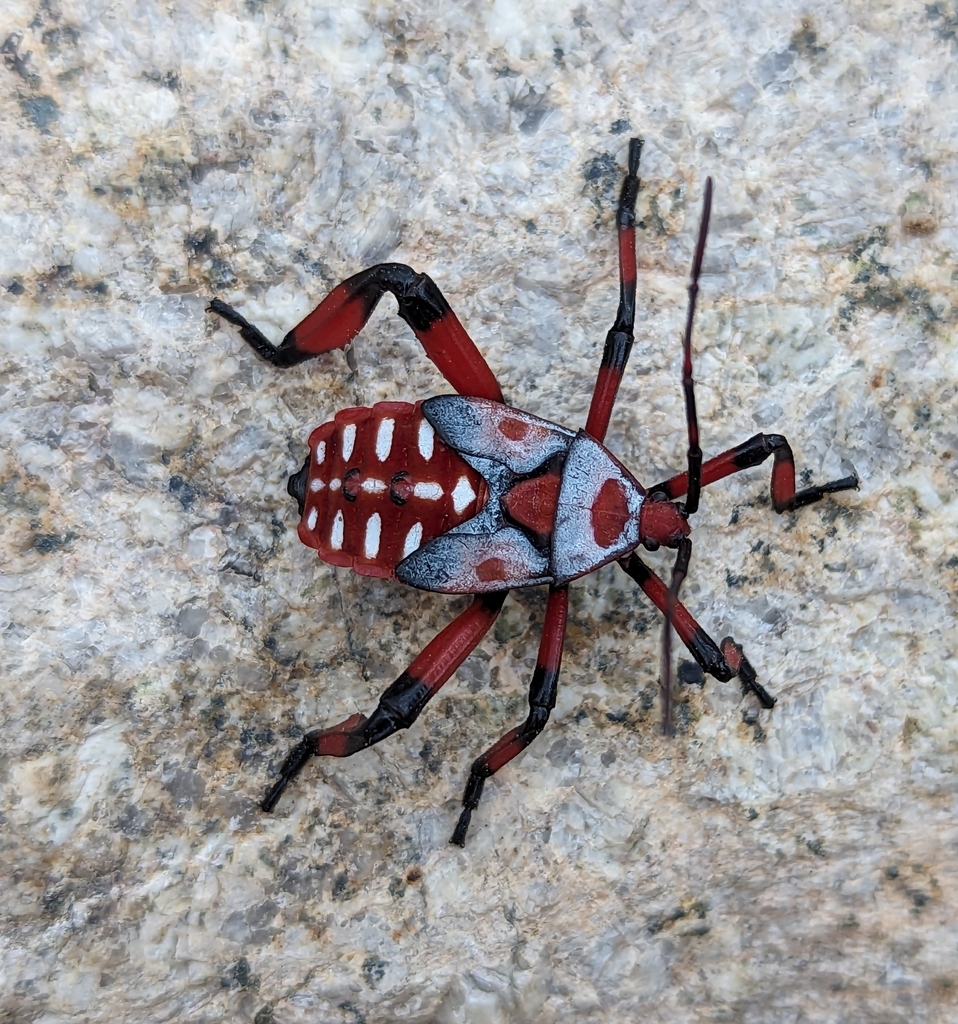Giant Mesquite Bug