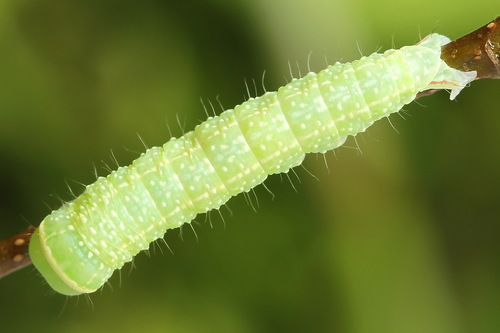 Green Silver-lines