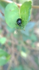 Gallerucida bifasciata