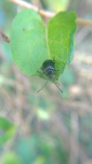 Gallerucida bifasciata