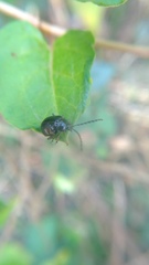 Gallerucida bifasciata