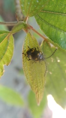 Gallerucida bifasciata