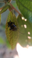 Gallerucida bifasciata