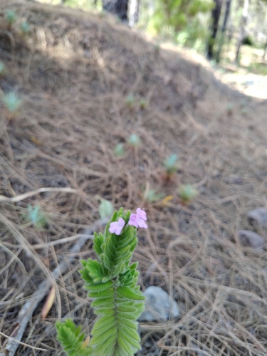 Micromeria pineolens image