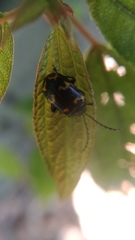 Gallerucida bifasciata