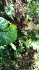 Gallerucida bifasciata